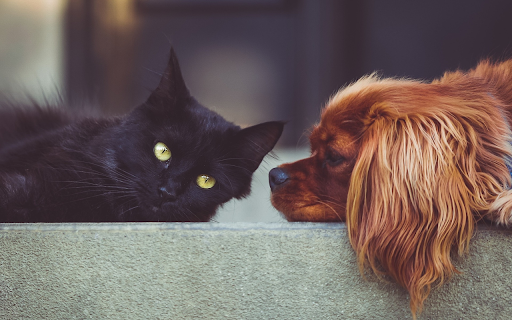 Dog and cat from Chrome web store to be run with OffiDocs Chromium online Dog and cat from Chrome web store to be run with OffiDocs Chromium online
