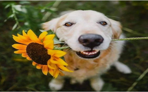 Dog and sunflower wallpaper from Chrome web store to be run with OffiDocs Chromium online Dog and sunflower wallpaper from Chrome web store to be run with OffiDocs Chromium online