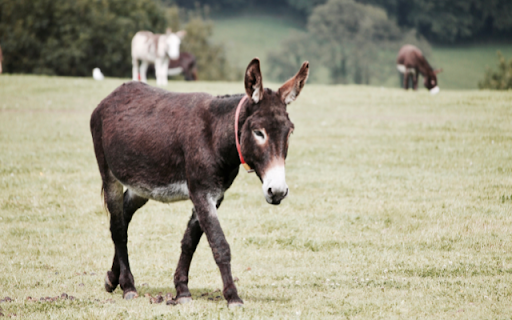 Donkey from Chrome web store to be run with OffiDocs Chromium online Donkey from Chrome web store to be run with OffiDocs Chromium online