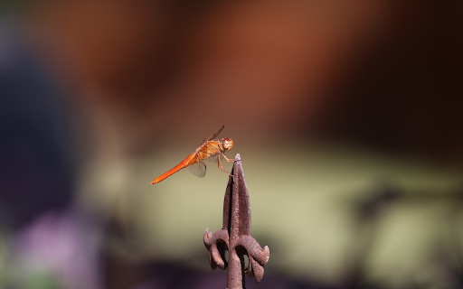 Dragonfly chilli on iron bar from Chrome web store to be run with OffiDocs Chromium online Dragonfly chilli on iron bar from Chrome web store to be run with OffiDocs Chromium online