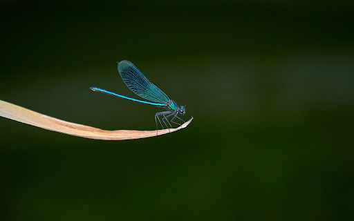 Dragonfly on dry leaves from Chrome web store to be run with OffiDocs Chromium online Dragonfly on dry leaves from Chrome web store to be run with OffiDocs Chromium online