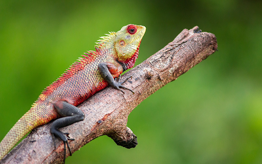 Dragon scaled reptile from Chrome web store to be run with OffiDocs Chromium online Dragon scaled reptile from Chrome web store to be run with OffiDocs Chromium online