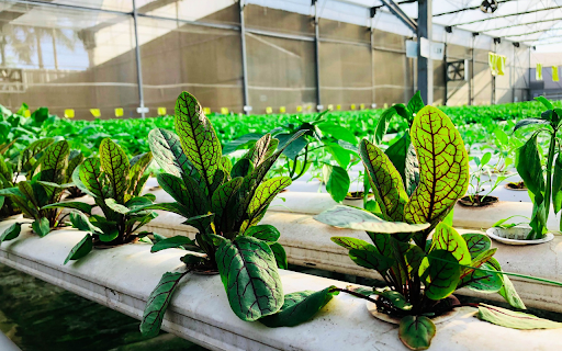 Dream vegetable garden from Chrome web store to be run with OffiDocs Chromium online Dream vegetable garden from Chrome web store to be run with OffiDocs Chromium online