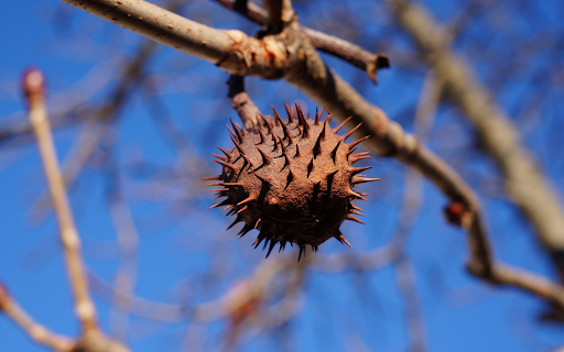 Dried ripe chestnuts from Chrome web store to be run with OffiDocs Chromium online Dried ripe chestnuts from Chrome web store to be run with OffiDocs Chromium online