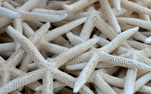 Dried starfish from Chrome web store to be run with OffiDocs Chromium online Dried starfish from Chrome web store to be run with OffiDocs Chromium online