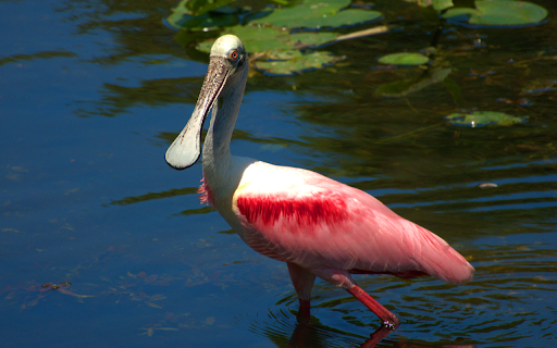 Duck billed bird from Chrome web store to be run with OffiDocs Chromium online Duck billed bird from Chrome web store to be run with OffiDocs Chromium online