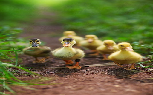 Duckling wallpaper from Chrome web store to be run with OffiDocs Chromium online Duckling wallpaper from Chrome web store to be run with OffiDocs Chromium online