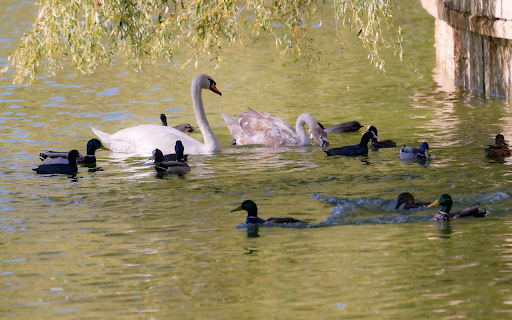 Ducks and swans from Chrome web store to be run with OffiDocs Chromium online Ducks and swans from Chrome web store to be run with OffiDocs Chromium online