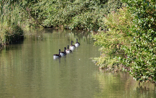 Ducks follow each other from Chrome web store to be run with OffiDocs Chromium online Ducks follow each other from Chrome web store to be run with OffiDocs Chromium online