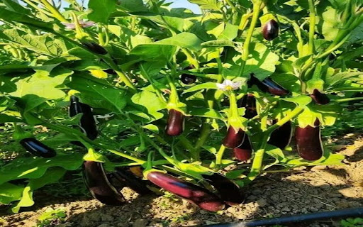 eggplant wallpaper from Chrome web store to be run with OffiDocs Chromium online eggplant wallpaper from Chrome web store to be run with OffiDocs Chromium online
