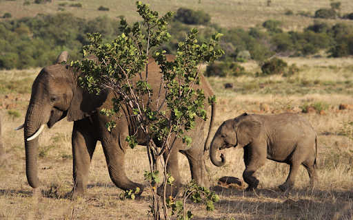 Elephant mother from Chrome web store to be run with OffiDocs Chromium online Elephant mother from Chrome web store to be run with OffiDocs Chromium online