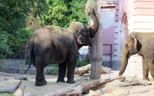 Elephants are friends of the people from Chrome web store to be run with OffiDocs Chromium online Elephants are friends of the people from Chrome web store to be run with OffiDocs Chromium online