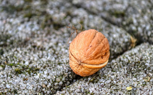 Falling walnuts from Chrome web store to be run with OffiDocs Chromium online Falling walnuts from Chrome web store to be run with OffiDocs Chromium online