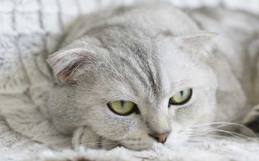Fat cat from Chrome web store to be run with OffiDocs Chromium online Fat cat from Chrome web store to be run with OffiDocs Chromium online