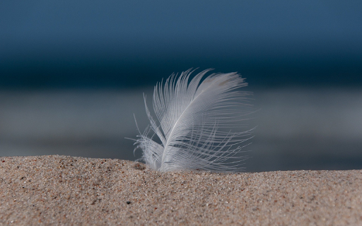 Feathers stuck in the sand from Chrome web store to be run with OffiDocs Chromium online Feathers stuck in the sand from Chrome web store to be run with OffiDocs Chromium online