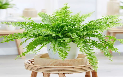 fern wallpaper from Chrome web store to be run with OffiDocs Chromium online fern wallpaper from Chrome web store to be run with OffiDocs Chromium online