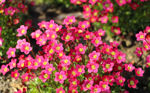 Five petaled flower from Chrome web store to be run with OffiDocs Chromium online Five petaled flower from Chrome web store to be run with OffiDocs Chromium online