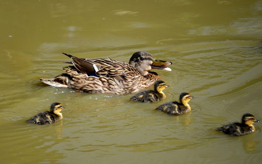 Flock of Brown Ducks from Chrome web store to be run with OffiDocs Chromium online Flock of Brown Ducks from Chrome web store to be run with OffiDocs Chromium online