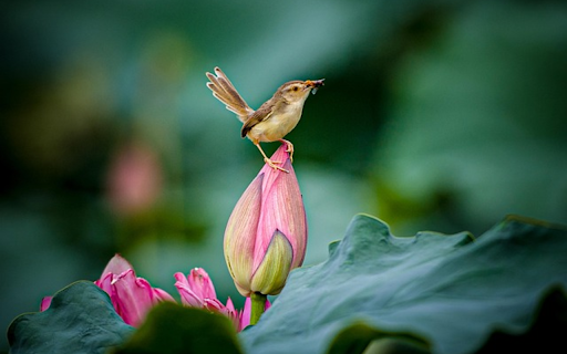 FLOWER AND BIRD Theme from Chrome web store to be run with OffiDocs Chromium online FLOWER AND BIRD Theme from Chrome web store to be run with OffiDocs Chromium online