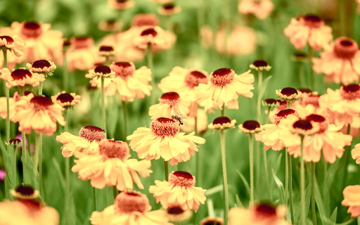 Flower beach from Chrome web store to be run with OffiDocs Chromium online Flower beach from Chrome web store to be run with OffiDocs Chromium online