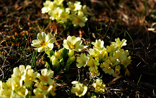 Flower buds in the soil from Chrome web store to be run with OffiDocs Chromium online Flower buds in the soil from Chrome web store to be run with OffiDocs Chromium online