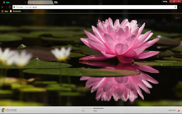 Flower Lily Pink Reflection from Chrome web store to be run with OffiDocs Chromium online Flower Lily Pink Reflection from Chrome web store to be run with OffiDocs Chromium online