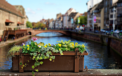 Flower pots by the river from Chrome web store to be run with OffiDocs Chromium online Flower pots by the river from Chrome web store to be run with OffiDocs Chromium online