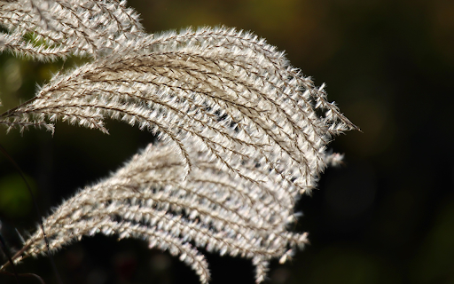 Flowers and grass fly from Chrome web store to be run with OffiDocs Chromium online Flowers and grass fly from Chrome web store to be run with OffiDocs Chromium online