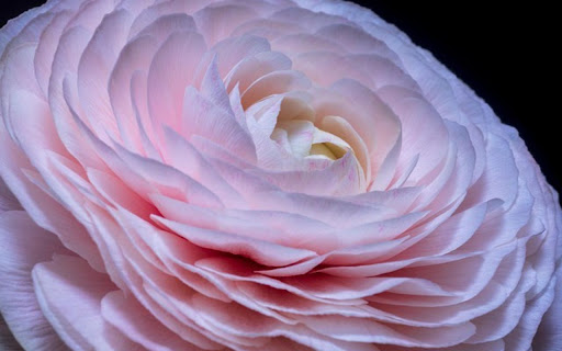 FLOWERS BLOOM Theme from Chrome web store to be run with OffiDocs Chromium online FLOWERS BLOOM Theme from Chrome web store to be run with OffiDocs Chromium online