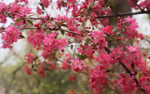 Flower tree from Chrome web store to be run with OffiDocs Chromium online Flower tree from Chrome web store to be run with OffiDocs Chromium online
