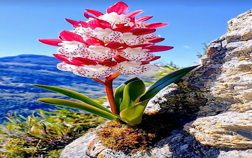 flower wallpaper on stone from Chrome web store to be run with OffiDocs Chromium online flower wallpaper on stone from Chrome web store to be run with OffiDocs Chromium online