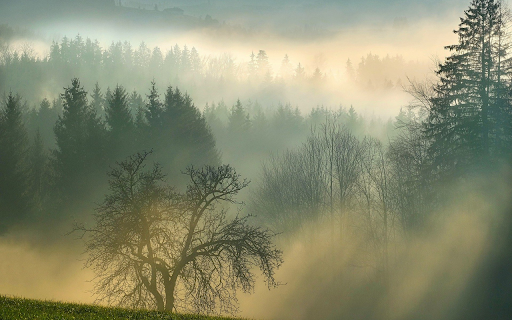 Foggy forest from Chrome web store to be run with OffiDocs Chromium online Foggy forest from Chrome web store to be run with OffiDocs Chromium online