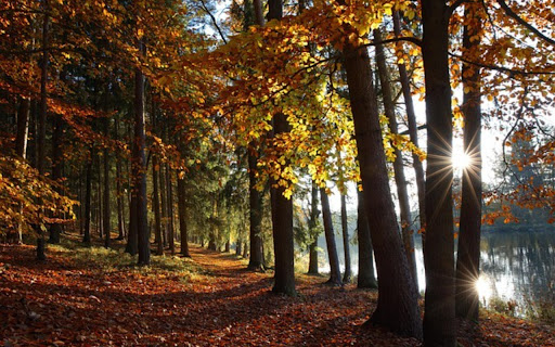 FOREST THEME from Chrome web store to be run with OffiDocs Chromium online FOREST THEME from Chrome web store to be run with OffiDocs Chromium online