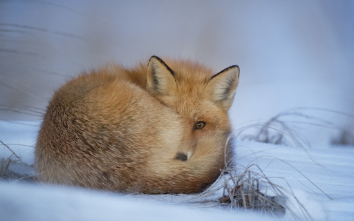 Fox sleeping in the snow from Chrome web store to be run with OffiDocs Chromium online Fox sleeping in the snow from Chrome web store to be run with OffiDocs Chromium online