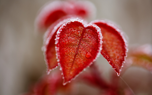 Frosted heart leaves from Chrome web store to be run with OffiDocs Chromium online Frosted heart leaves from Chrome web store to be run with OffiDocs Chromium online