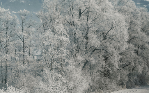 Frosty Winter Landscape with Snow Covered Trees from Chrome web store to be run with OffiDocs Chromium online Frosty Winter Landscape with Snow Covered Trees from Chrome web store to be run with OffiDocs Chromium online