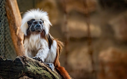 Furry Ape from Chrome web store to be run with OffiDocs Chromium online Furry Ape from Chrome web store to be run with OffiDocs Chromium online