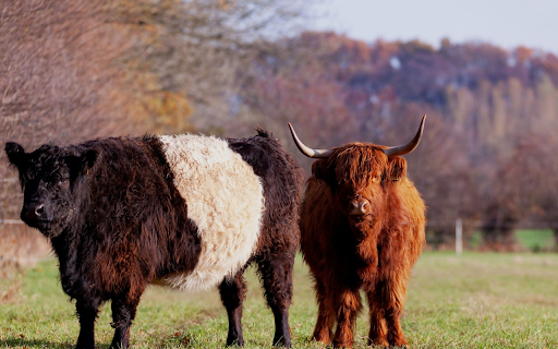 Furry Highland Cattle in Autumn Field from Chrome web store to be run with OffiDocs Chromium online Furry Highland Cattle in Autumn Field from Chrome web store to be run with OffiDocs Chromium online