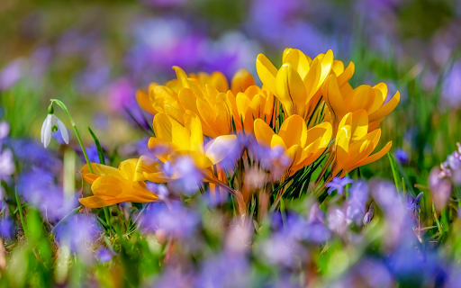 Gardens from Chrome web store to be run with OffiDocs Chromium online Gardens from Chrome web store to be run with OffiDocs Chromium online