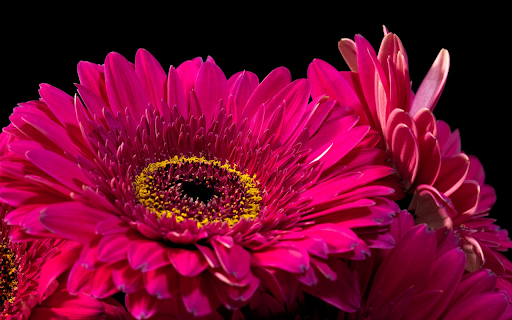 Gerbera Flowers from Chrome web store to be run with OffiDocs Chromium online Gerbera Flowers from Chrome web store to be run with OffiDocs Chromium online