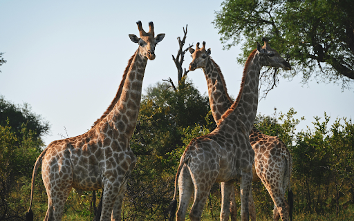 Giraffes in Nature from Chrome web store to be run with OffiDocs Chromium online Giraffes in Nature from Chrome web store to be run with OffiDocs Chromium online