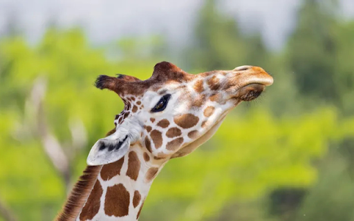 Giraffe: The Towering Beauty of the Wild from Chrome web store to be run with OffiDocs Chromium online Giraffe: The Towering Beauty of the Wild from Chrome web store to be run with OffiDocs Chromium online