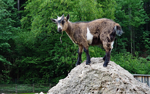 Goat on the rocky mountain from Chrome web store to be run with OffiDocs Chromium online Goat on the rocky mountain from Chrome web store to be run with OffiDocs Chromium online