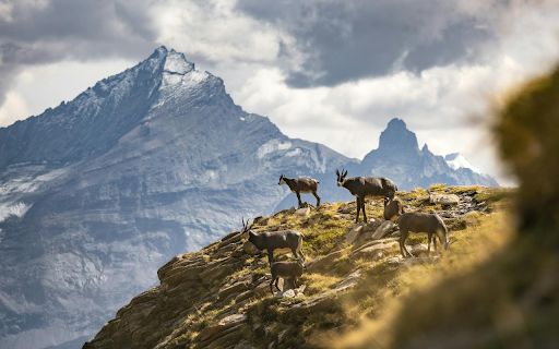 Goats climbing rocks from Chrome web store to be run with OffiDocs Chromium online Goats climbing rocks from Chrome web store to be run with OffiDocs Chromium online