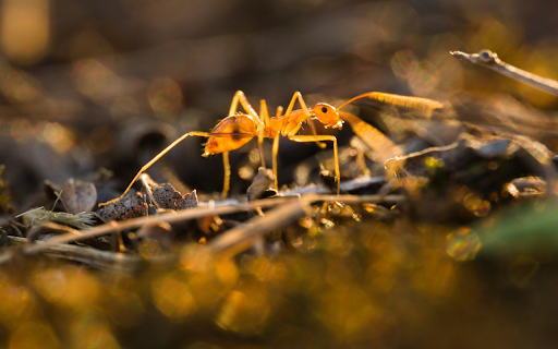 Golden Ant in the Sun from Chrome web store to be run with OffiDocs Chromium online Golden Ant in the Sun from Chrome web store to be run with OffiDocs Chromium online