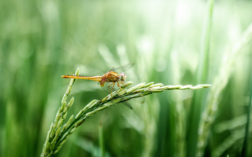 Golden dragonfly from Chrome web store to be run with OffiDocs Chromium online Golden dragonfly from Chrome web store to be run with OffiDocs Chromium online