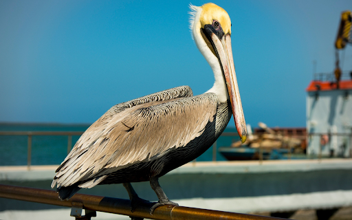 Golden headed Pelican from Chrome web store to be run with OffiDocs Chromium online Golden headed Pelican from Chrome web store to be run with OffiDocs Chromium online