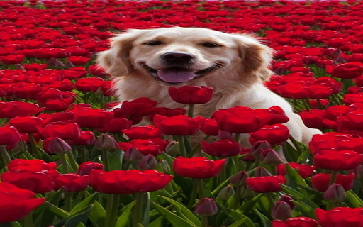Golden Retriever Dog Wallpaper from Chrome web store to be run with OffiDocs Chromium online Golden Retriever Dog Wallpaper from Chrome web store to be run with OffiDocs Chromium online