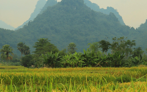Golden Rice from Chrome web store to be run with OffiDocs Chromium online Golden Rice from Chrome web store to be run with OffiDocs Chromium online
