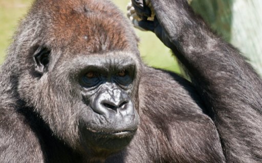 Gorilla from Chrome web store to be run with OffiDocs Chromium online Gorilla from Chrome web store to be run with OffiDocs Chromium online